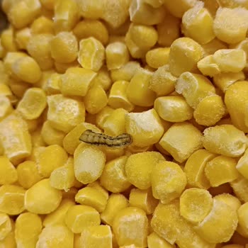 Superfresh Dondurulmuş Mısırda Donmuş Kurt Buldum: Hijyen Ve Gıda Güvenliği İhlali