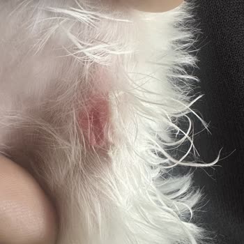 Just Pati Pet Kuaför Tıraş Oldukça Özensizdi, Bazı Bölgeler Uzun Bırakılmıştı