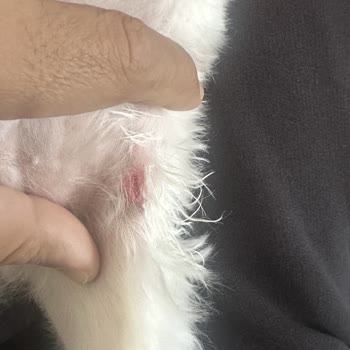 Just Pati Pet Kuaför Tıraş Oldukça Özensizdi, Bazı Bölgeler Uzun Bırakılmıştı