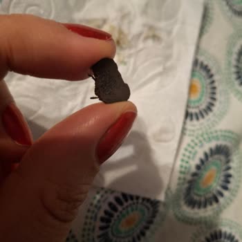 Yabancı Madde İçeren Yılbaşı Pastası Hijyen İhlali Ve Güven Kaybı