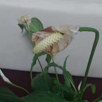 ÇiçekSepeti Donmuş Çiçekler Ve Teslimat İptali Doğum Günü Sürprizini Mahvetti