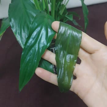 ÇiçekSepeti Donmuş Çiçekler Ve Teslimat İptali Doğum Günü Sürprizini Mahvetti