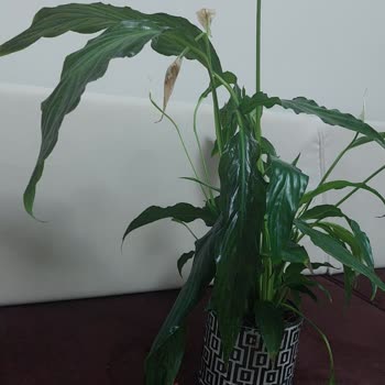 ÇiçekSepeti Donmuş Çiçekler Ve Teslimat İptali Doğum Günü Sürprizini Mahvetti