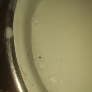 Kapanmayan Kapak Ve Siyah Noktalar İçeren Sütaş Sütü