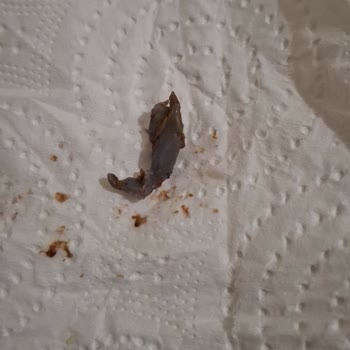 Altınkılıçlar Çikolatasında Plastik Parça Bulunması Markaya Güveni Sarstı