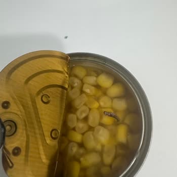 Superfresh Dondurulmuş Mısırda Kurt Bulundu: Sağlık Riski Ve İade Talebi