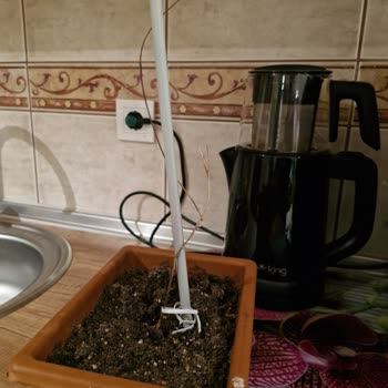 Sağlıksız Çiçek Fideleri Gönderildi, Yeniden Sağlıklı Fide Talebi