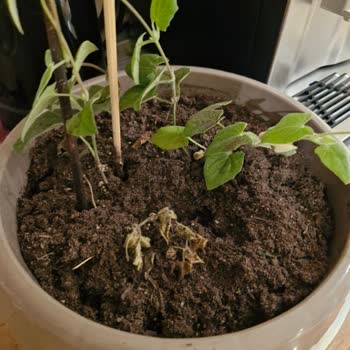 Sağlıksız Çiçek Fideleri Gönderildi, Yeniden Sağlıklı Fide Talebi