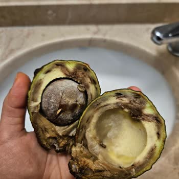 Avokadonun İçinin Çürük Çıkması Ve Şok Market'in Tazelik Kontrolü