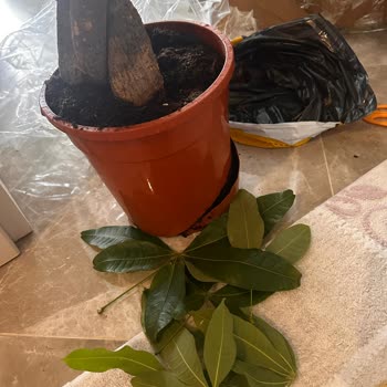 Kırık Saksı Ve Yaprak Dökülen Pachira Ağacının Ücretsiz Değişimini Ya Da İadesini Talep Ediyorum