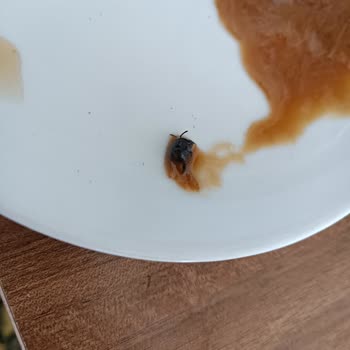 Güldüoğlu Şekerleme Hijyen Ve Kalite Kontrollerinin Ne Kadar Yetersiz Olduğunu Gösterdi