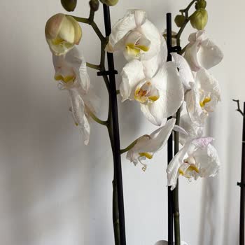 Donmuş Orkide Teslimatı İçin İade Talebi