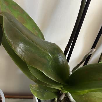 Donmuş Orkide Teslimatı İçin İade Talebi