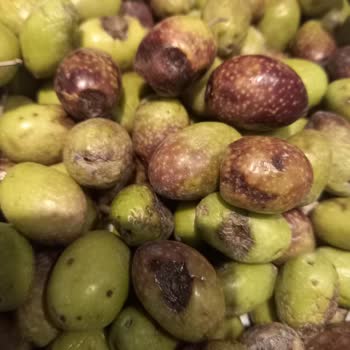 Shopier üzerinden bir satıcı ile problem yaşadım Şikayeti