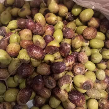 Shopier üzerinden bir satıcı ile problem yaşadım Şikayeti