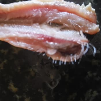 Metro Market Konya Şubesinde Temizlenmiş Sardalya Gerçekten Temiz Değil