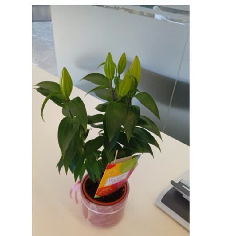 Çiçek Sepeti'nde Hastane Teslimatı Sorunu Ve Bilgi Eksikliği