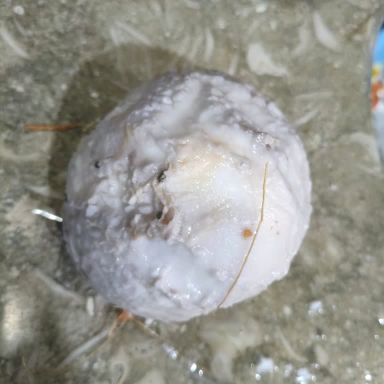 Kurtlu Hindistan Cevizi Ve Hijyen İhlali