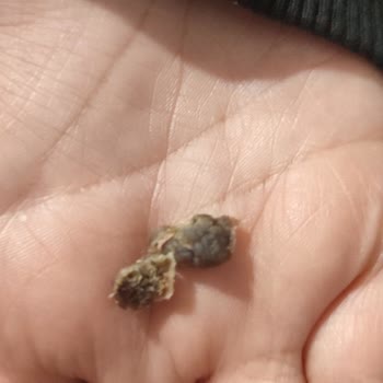 Migros Beylikdüzü Üçgen Bohça Mantısında Sert Parçalar Ve Ayıplı Ürün