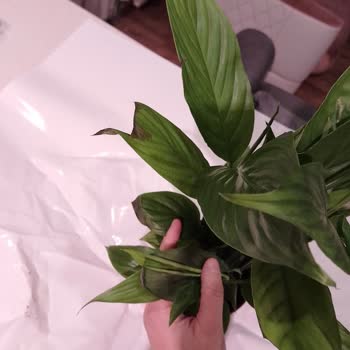 Doğum Günü Çiçeği Çürük Ve Müşteri Hizmeti Cevapsız