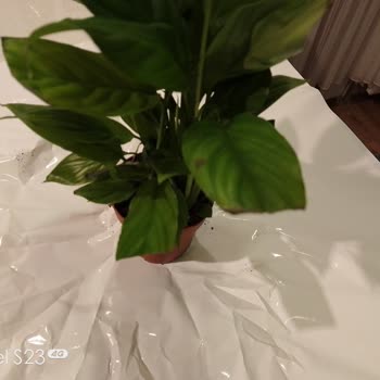 Doğum Günü Çiçeği Çürük Ve Müşteri Hizmeti Cevapsız