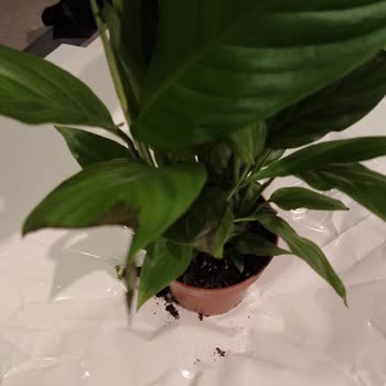 Doğum Günü Çiçeği Çürük Ve Müşteri Hizmeti Cevapsız