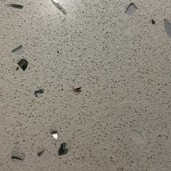 Dondurulmuş Orman Meyvelerinde Kurtçuk Görülmesi Ve Hijyen Endişesi