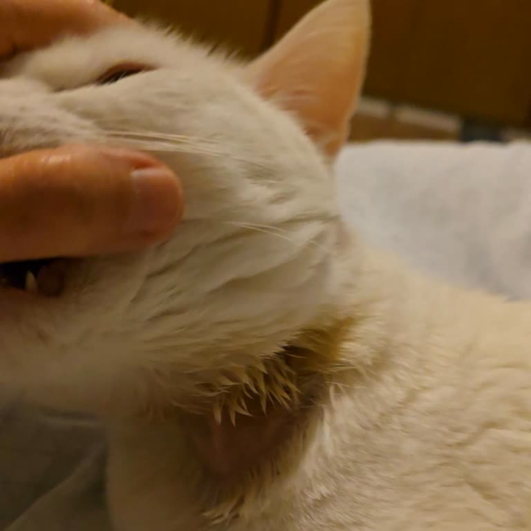 Seresto Tasma Kedimde Alerji Yaptı!