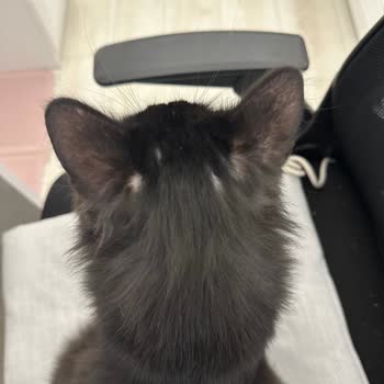 Muvicado Kedimde Alerjik Reaksiyon Yaratan İç Dış Parazit Ürünü Hakkında Açıklama ve Masraf Talebi