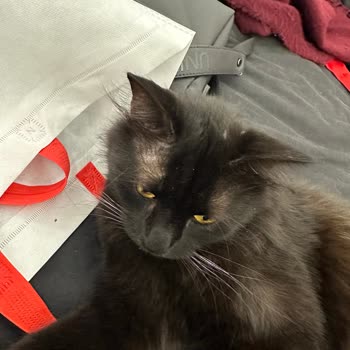 Muvicado Kedimde Alerjik Reaksiyon Yaratan İç Dış Parazit Ürünü Hakkında Açıklama ve Masraf Talebi