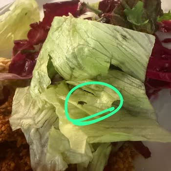 CIP Lounge’da Salata İçinde Böcek, Hijyen Sorunu Ve Personel İlgisizliği