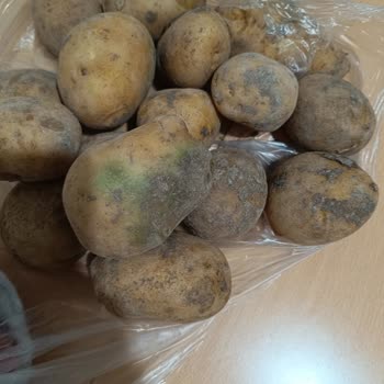 Şok Market'ten Gelen Bitlenmiş Pirinç Ve Yeşillenmiş Patates, Müşteri Hizmetleri İhmali