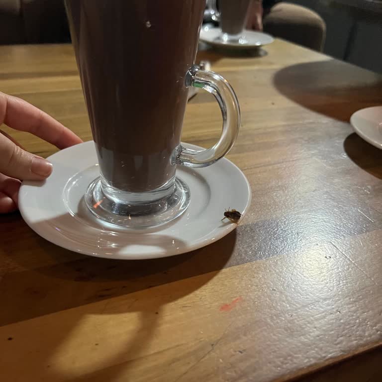 Neff Cafe Keçiören Getirilen Sıcak Çikolatanın İçinden Sinek Çıktı