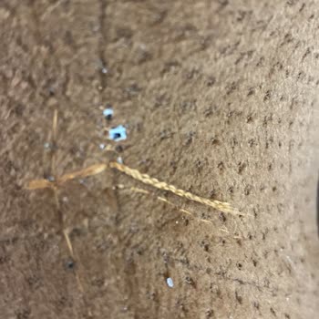 Doğtaş Mopark Mağazasında Defolu Koltuk Takımı Çözüm Yok İade Talebi