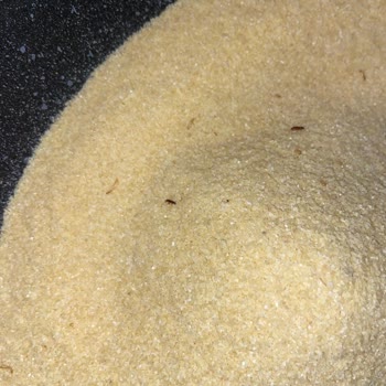 Oba Makarna İrmik Pakette Böcek: Tüketici Sağlığı Tehlikede