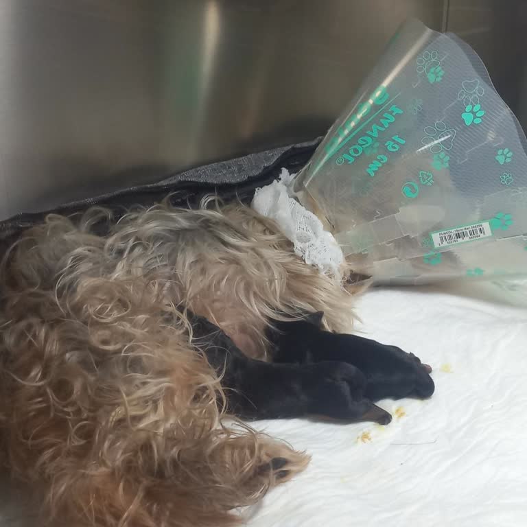 VetAmerikan'da İhmal Ve Yanıltıcı Tedavi Köpeğimin Ve Yavruların Hayatını Tehlikeye Attı