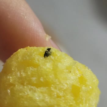 Çerezza Süt Mısırında Böcek Benzeri Yabancı Madde Ve Sağlık Endişesi