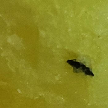 Çerezza Süt Mısırında Böcek Benzeri Yabancı Madde Ve Sağlık Endişesi