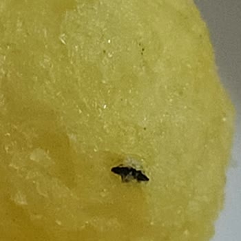 Çerezza Süt Mısırında Böcek Benzeri Yabancı Madde Ve Sağlık Endişesi