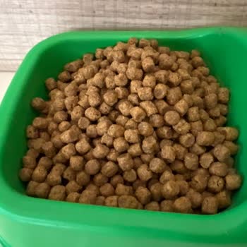 Kedimde Şiddetli Kusma Ve İshal Nedeniyle Hills Science Plan Mama İadesi Talebi