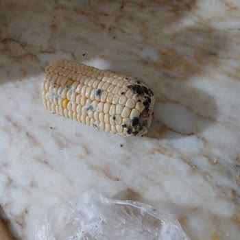 Altus Dondurucuda Yiyecekler Küfleniyor, Sağlık Ve Maddi Risk