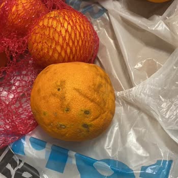 Ezik Ve Bayat Portakallar Teslim Edildi