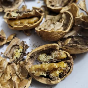 Kurtlu Ceviz Satışı Ve İade Sorunu