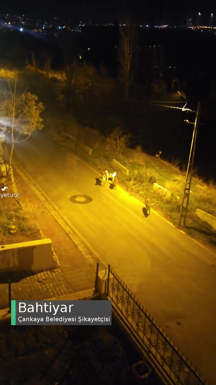 Çankaya Belediyesi Köpek Sorunu Her Yer Köpek! videonun kapak resmi