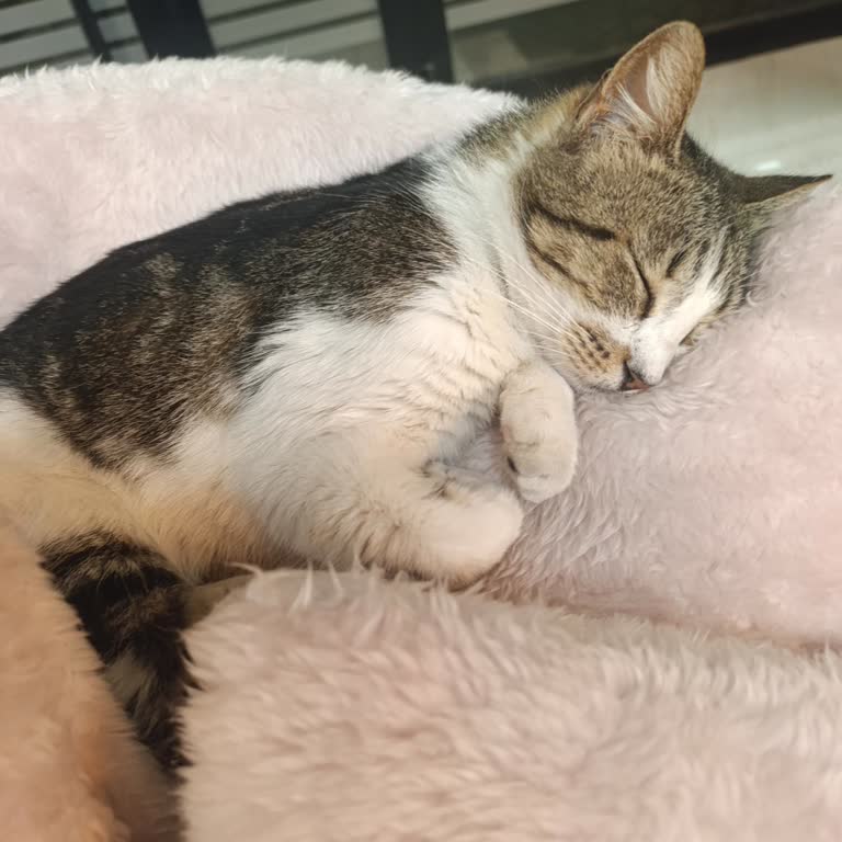 Kedinin Durumu Kötüleşti Belediye Veteriner Hizmetinde Yanıltıcı Bilgilendirme