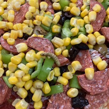 Tat Konserve Mısırda Kurt Benzeri Canlı Hijyen Sorunu