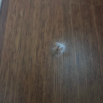 Detan Köpük Extra İlaçının Etkisizliği Ve Mağduriyetimin Giderilmesi