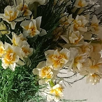 Hızlıçiçek'ten Çiçeklerin Solmuş Olması Ve İade Talebi