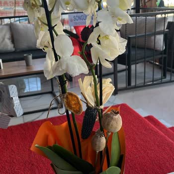 Bozuk Orkide Teslimatı Nedeniyle İade Talebi