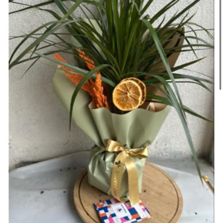 Taze Çiçek | Tazecicek.com Sağlıksız Bitki Ve Özensiz Paketleme Nedeniyle Mağdur Oldum